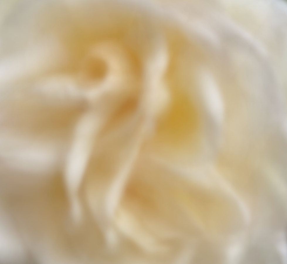 Cream Rose